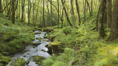 How local business leaders can help to save our streams